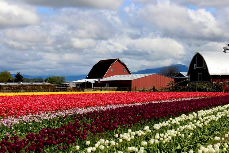 Skagit Valley, Washington