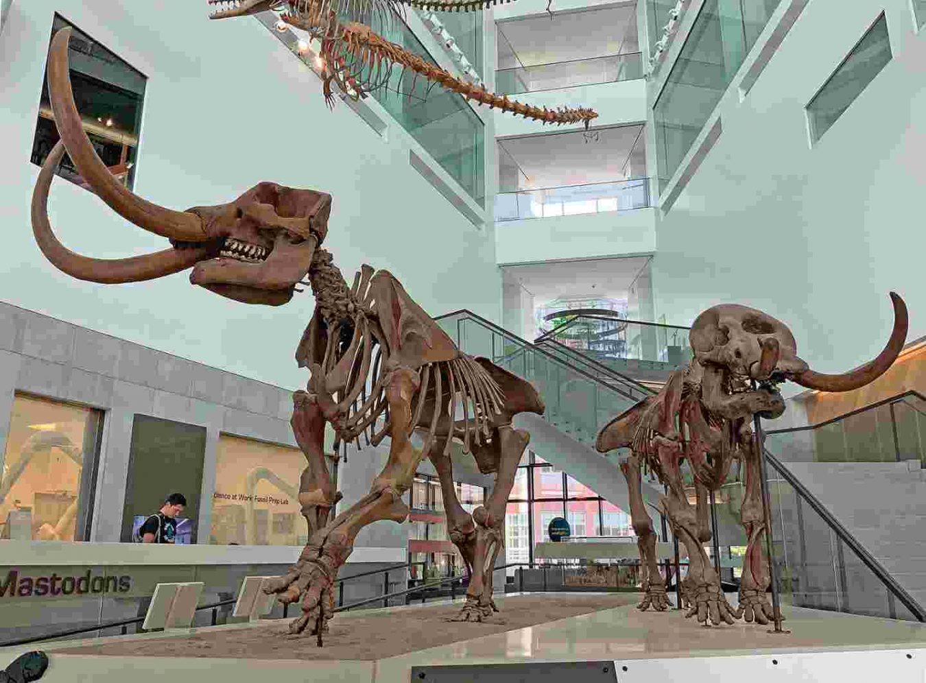 University of Michigan LSA Museum of Natural History, Ann Arbor