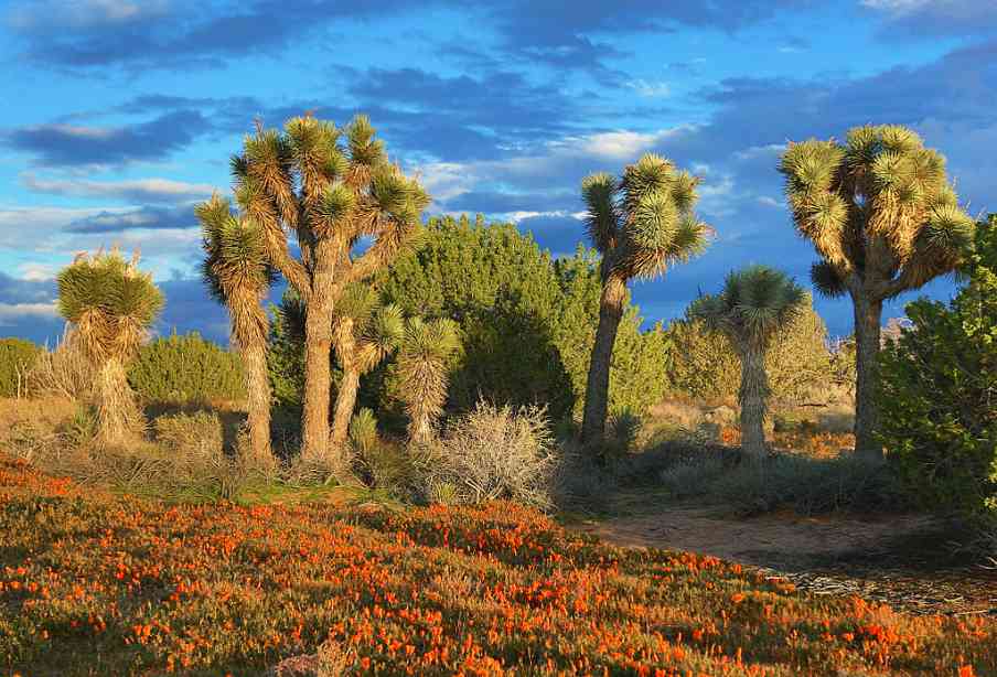 Antelope Valley, California