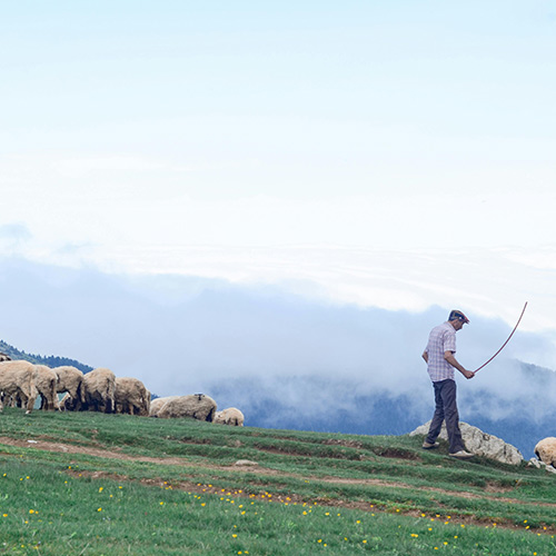 Killary Sheep Farm