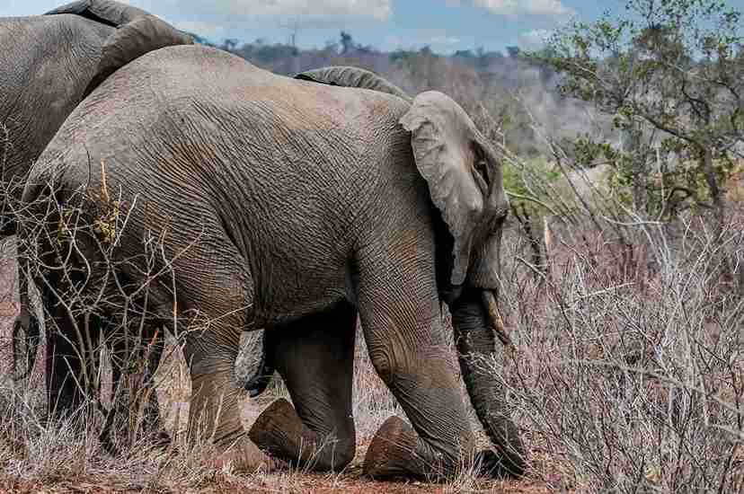 Kruger National Park, South Africa  