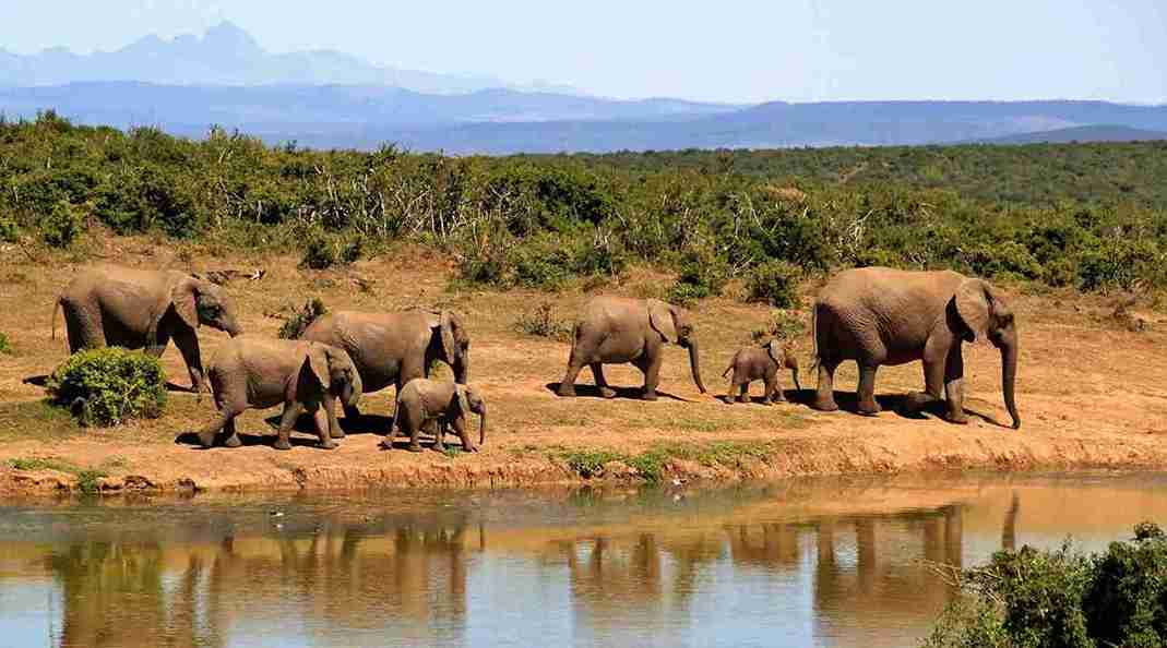 Namibia, South Africa  