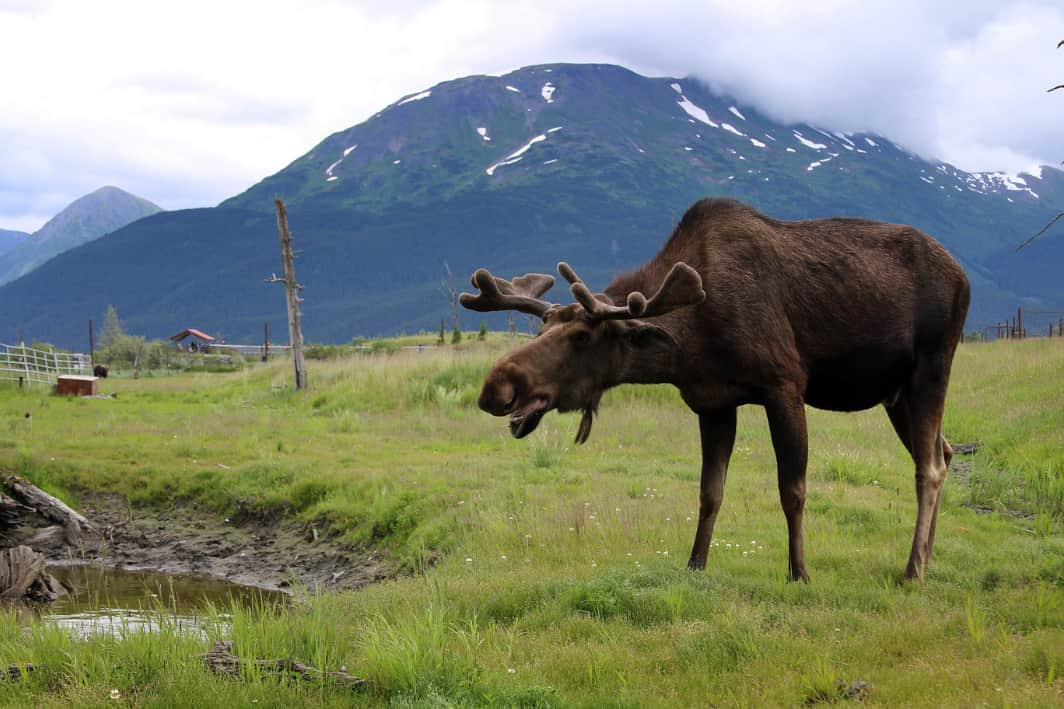 Alaska Wildlife Conservation Center  