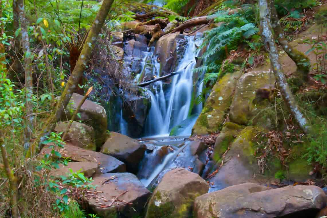 Dandenong Ranges 