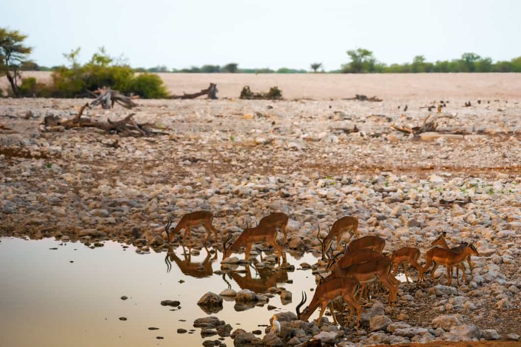 Etosha National Park, Namibia  