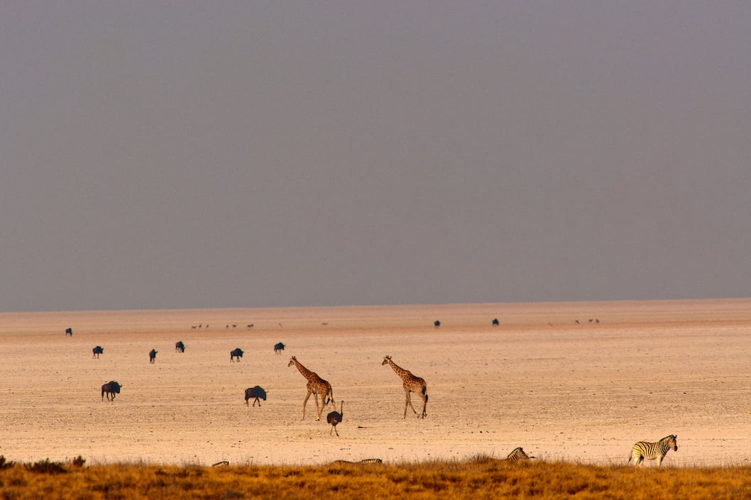 Etosha National Park, Namibia  