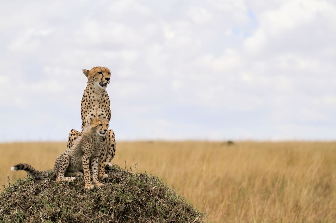 Maasai Mara  