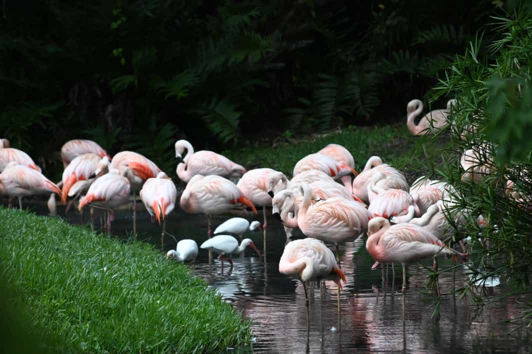 Melbourne Zoo 