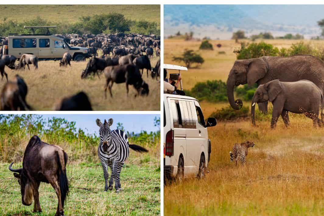 Prioritize Safari trips with Kids   