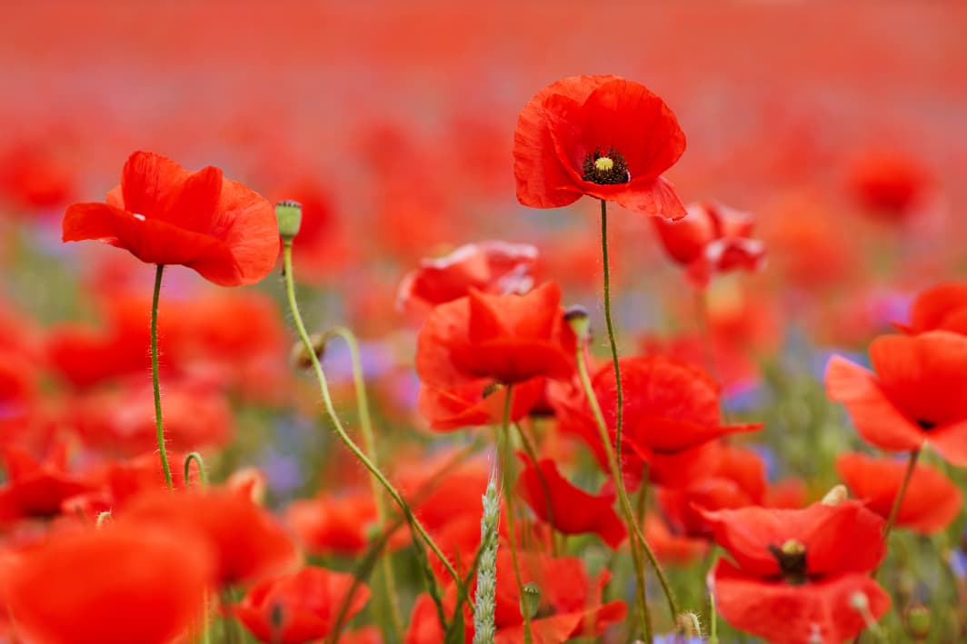 Armistice Day 