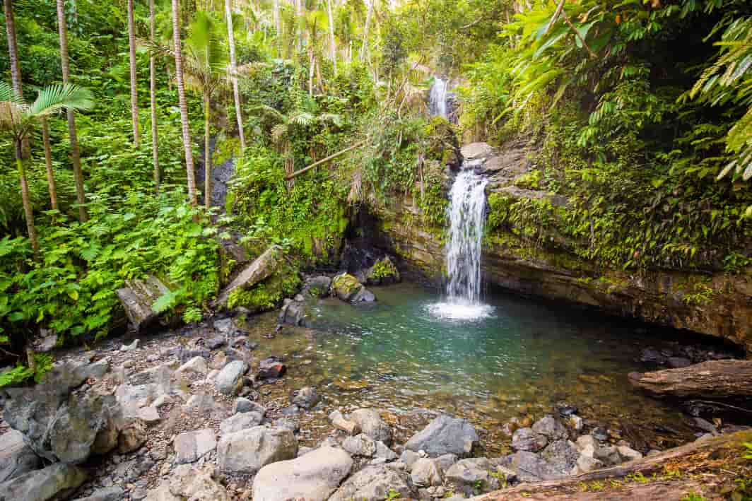 El Yunque National Forest, Puerto Rico 