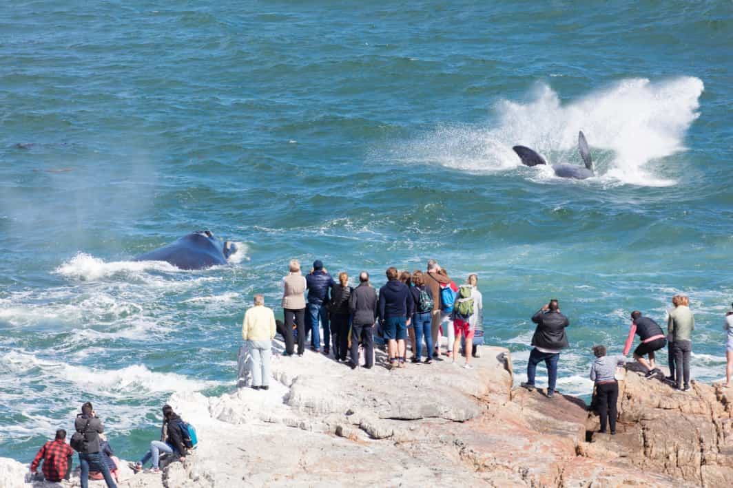 Hermanus Whale festival   