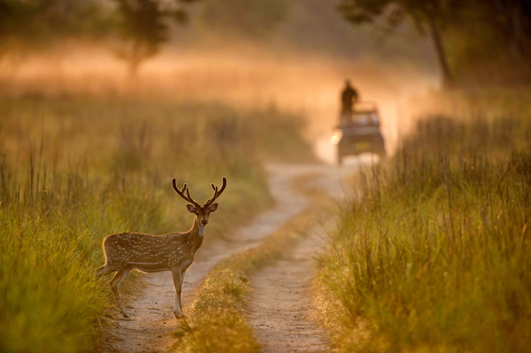 Jim Corbet National Park  