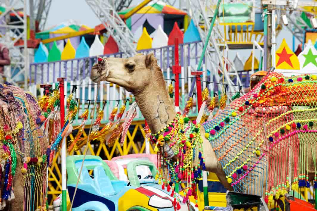 Pushkar Camel fair 