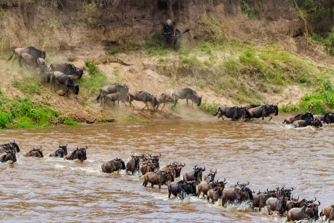 Serengeti National Park, Tanzania 