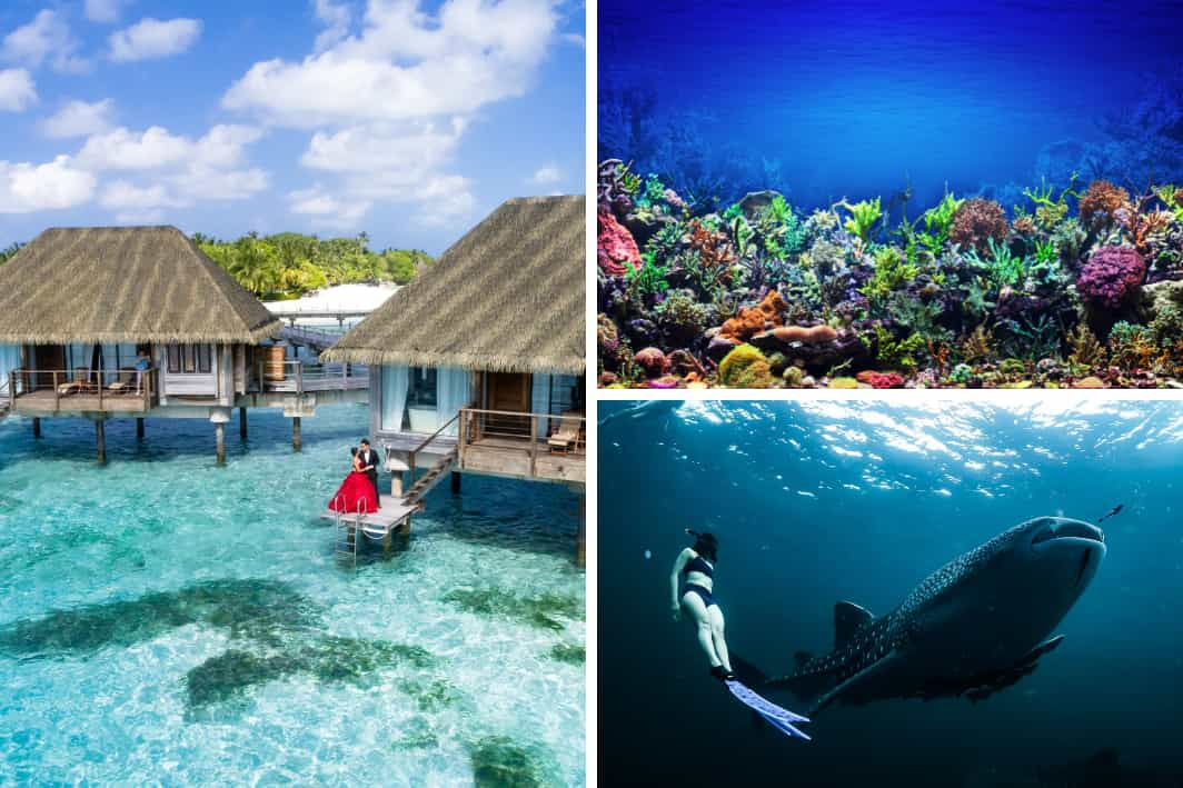 Stunning Marine Life: A Wonderland for Nature-Loving Couples 