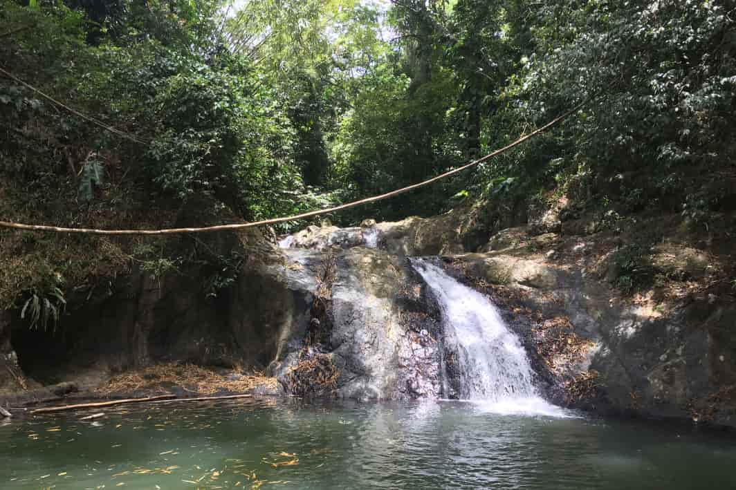 Tobago Main Ridge Forest Reserve, Caribbean 